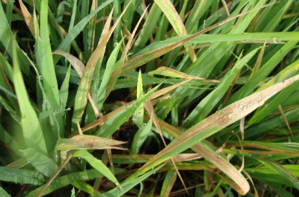 Phòng và trị bệnh cháy bìa lá lúa