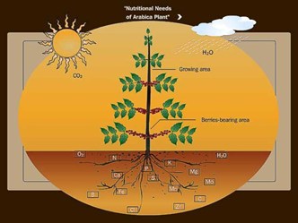 DINH DƯỠNG DÀNH CHO CÂY CÀ PHÊ
