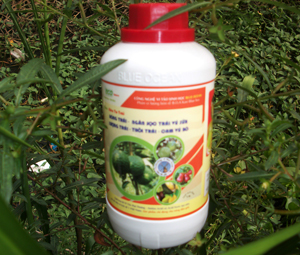 ECO - SIÊU TO TRÁI