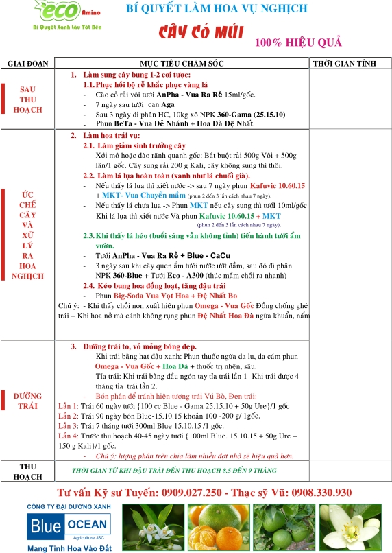 RA HOA NGHỊCH VỤ TRÊN CÂY CÓ MÚI