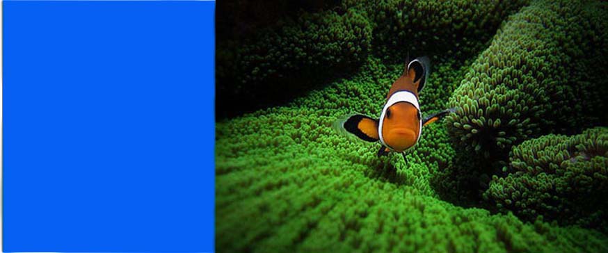 CÔNG NGHỆ VI TẢO SINH HỌC BLUE OCEAN – 100% TINH CHẤT TỪ ĐẠI DƯƠNG ĐÓ LÀ BÍ QUYẾT GIÚP CÂY XANH LÂU TỐT BỀN