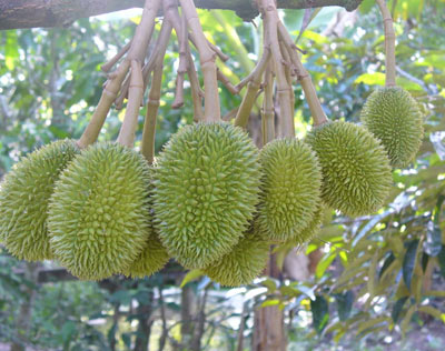 CHĂM SÓC SẦU RIÊNG CON