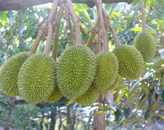 CHĂM SÓC SẦU RIÊNG CON