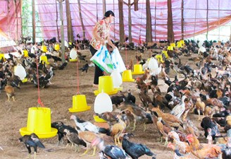 Thu lợi khá từ chăn nuôi an toàn sinh học